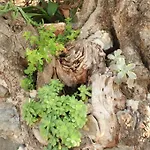 - 7790 * Lastovo